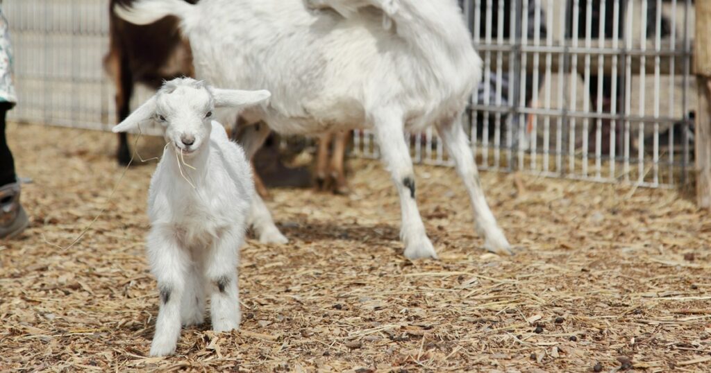 Young white goat standing in a livestock pen with an adult goat in the background at a county fair livestock exhibit.
